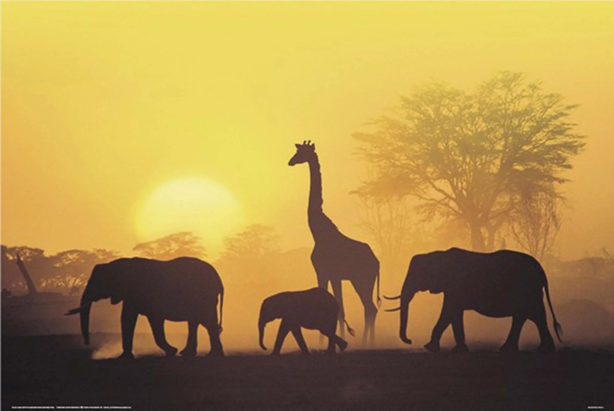 Sonnenuntergang in Kenia Poster