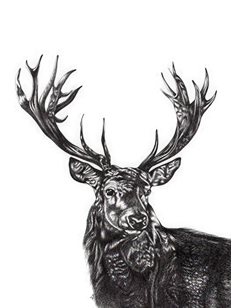 Stag Kunstdruck Hirsch Lucy Francis - Image 2