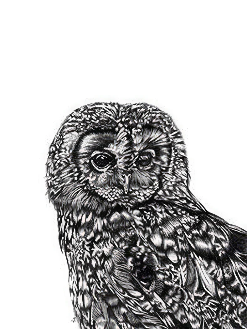 Tawny Owl Kunstdruck Eule Lucy Francis