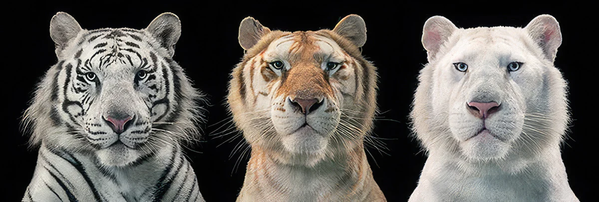 Tiger Collage Poster Tim Flach