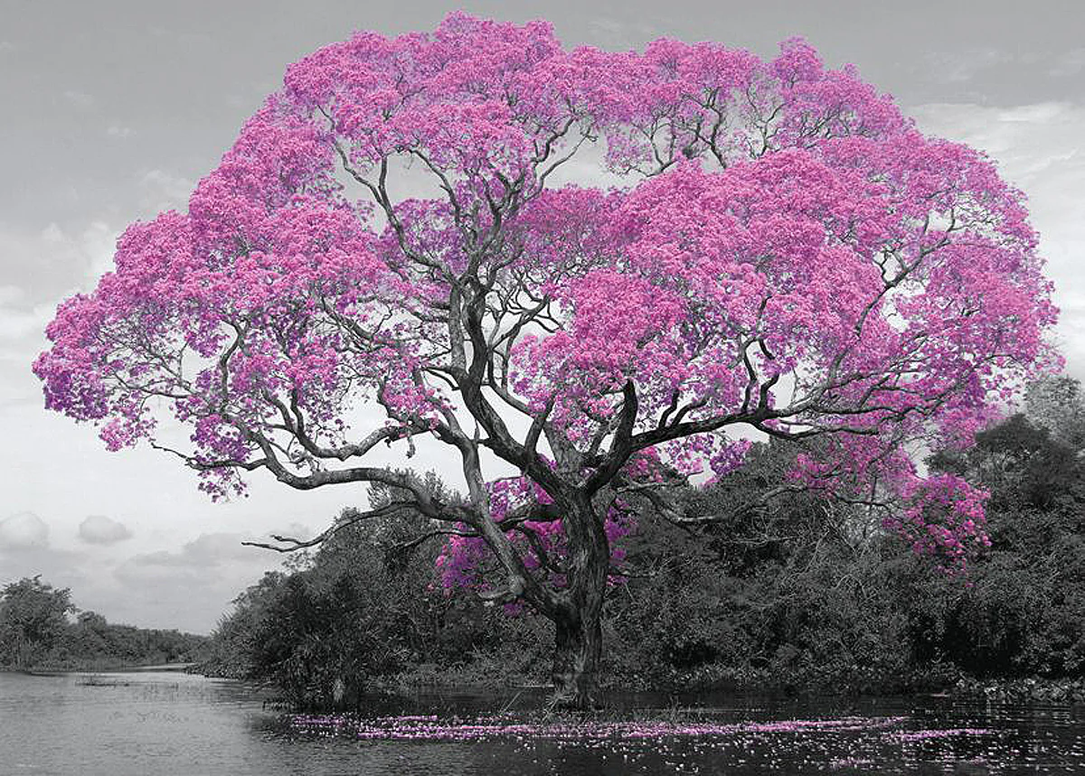 Tree Blossom Poster