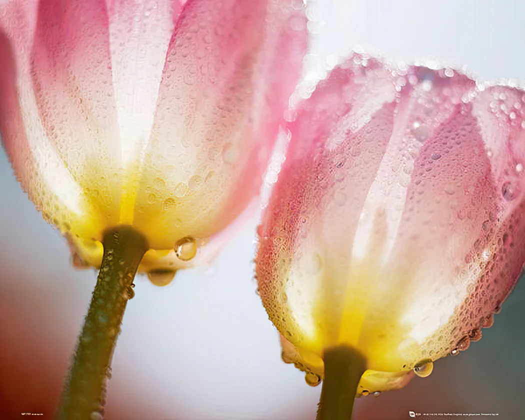 Tulpen mit Tau Poster