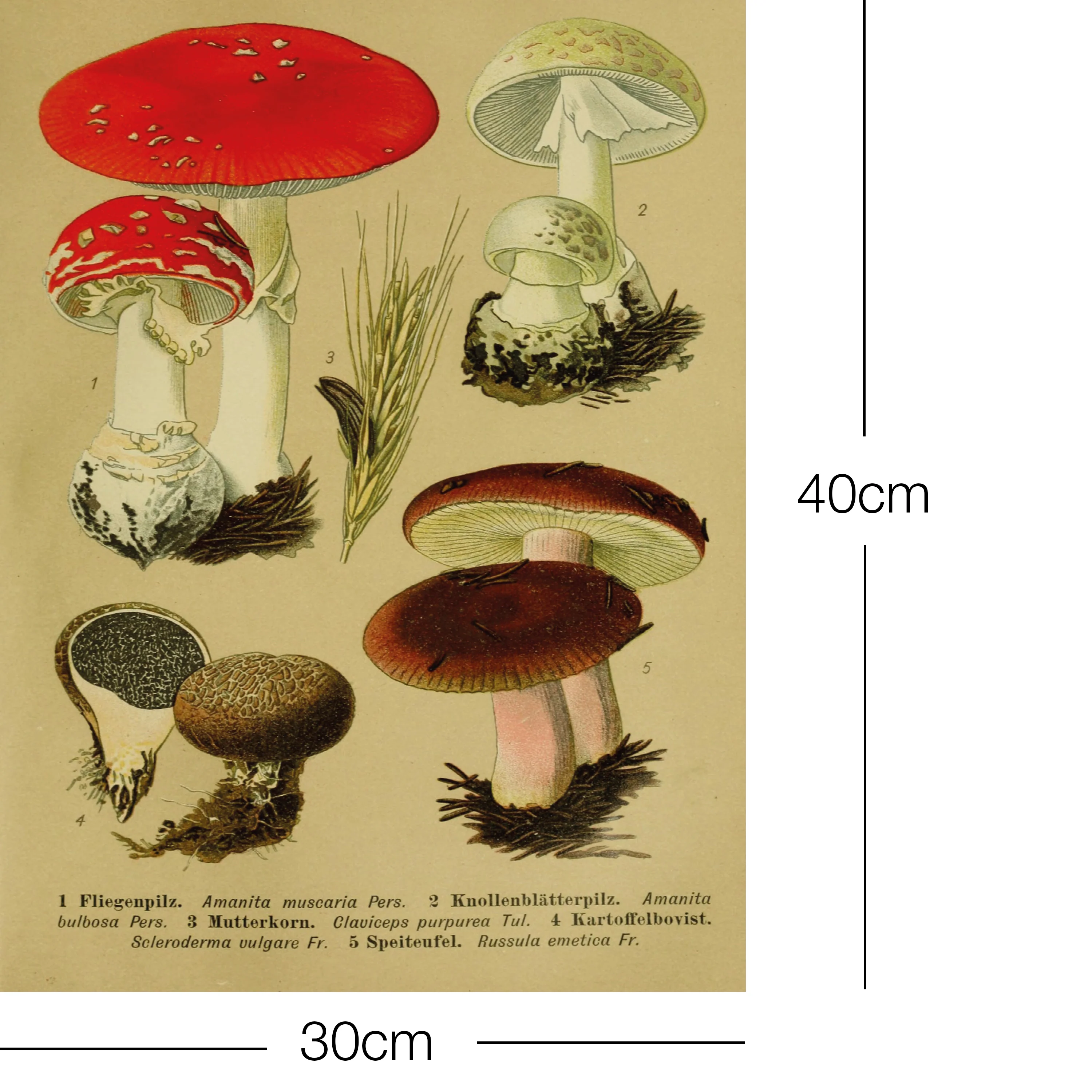 Vintage Lehrposter Kunstdruck Fliegenpilz. - Image 3