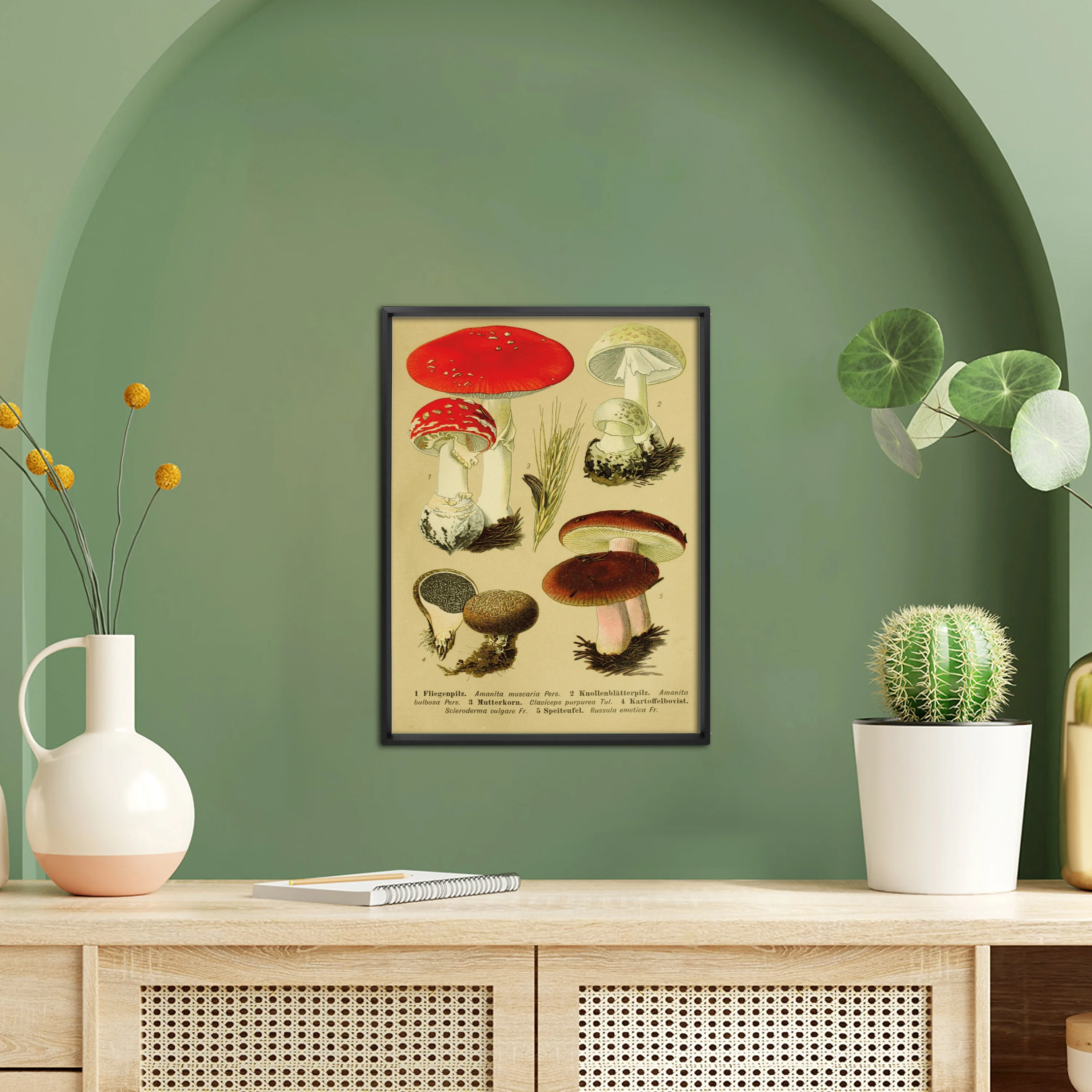 Vintage Lehrposter Kunstdruck Fliegenpilz. - Image 4