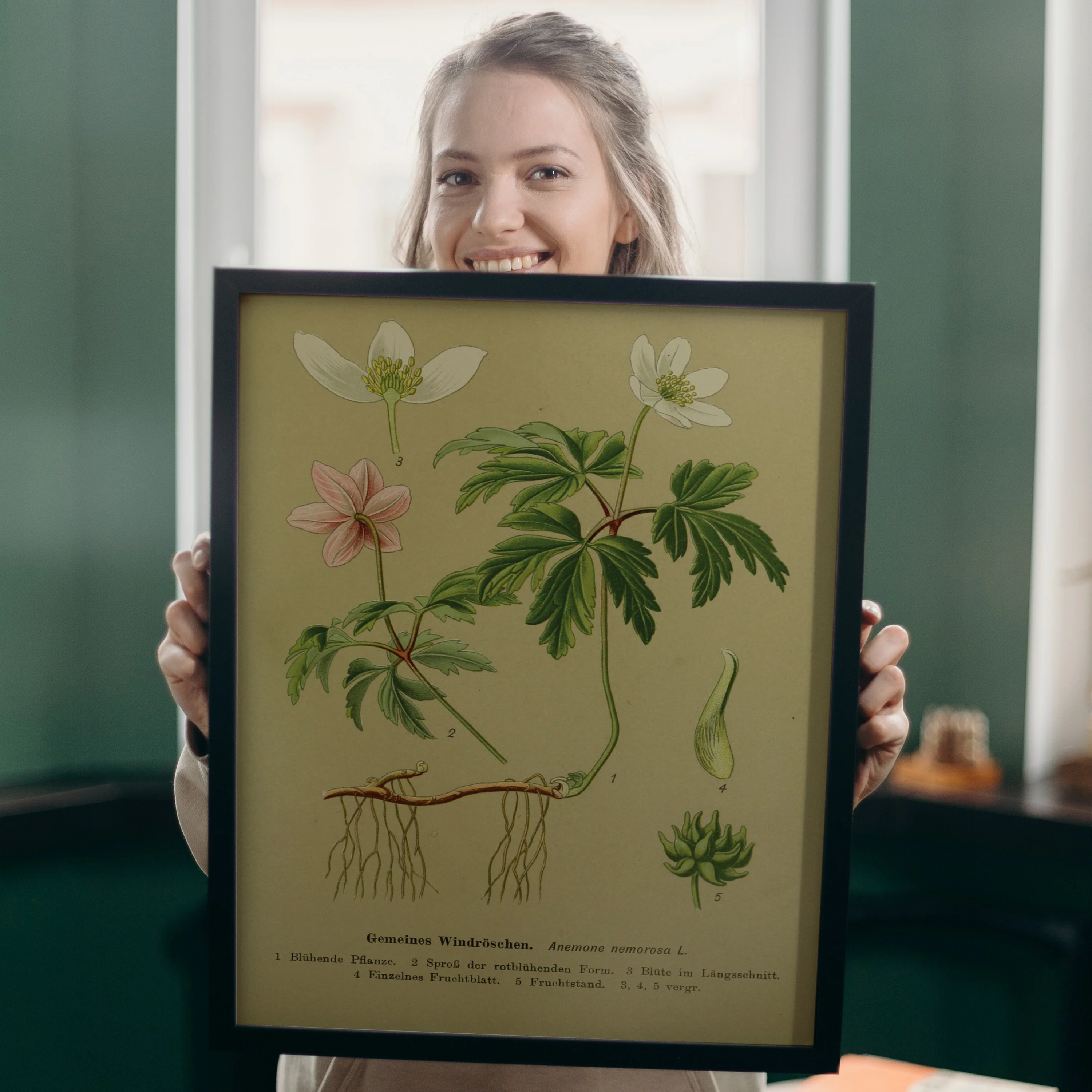 Vintage Lehrposter Kunstdruck Gemeines Windröschen. - Image 3
