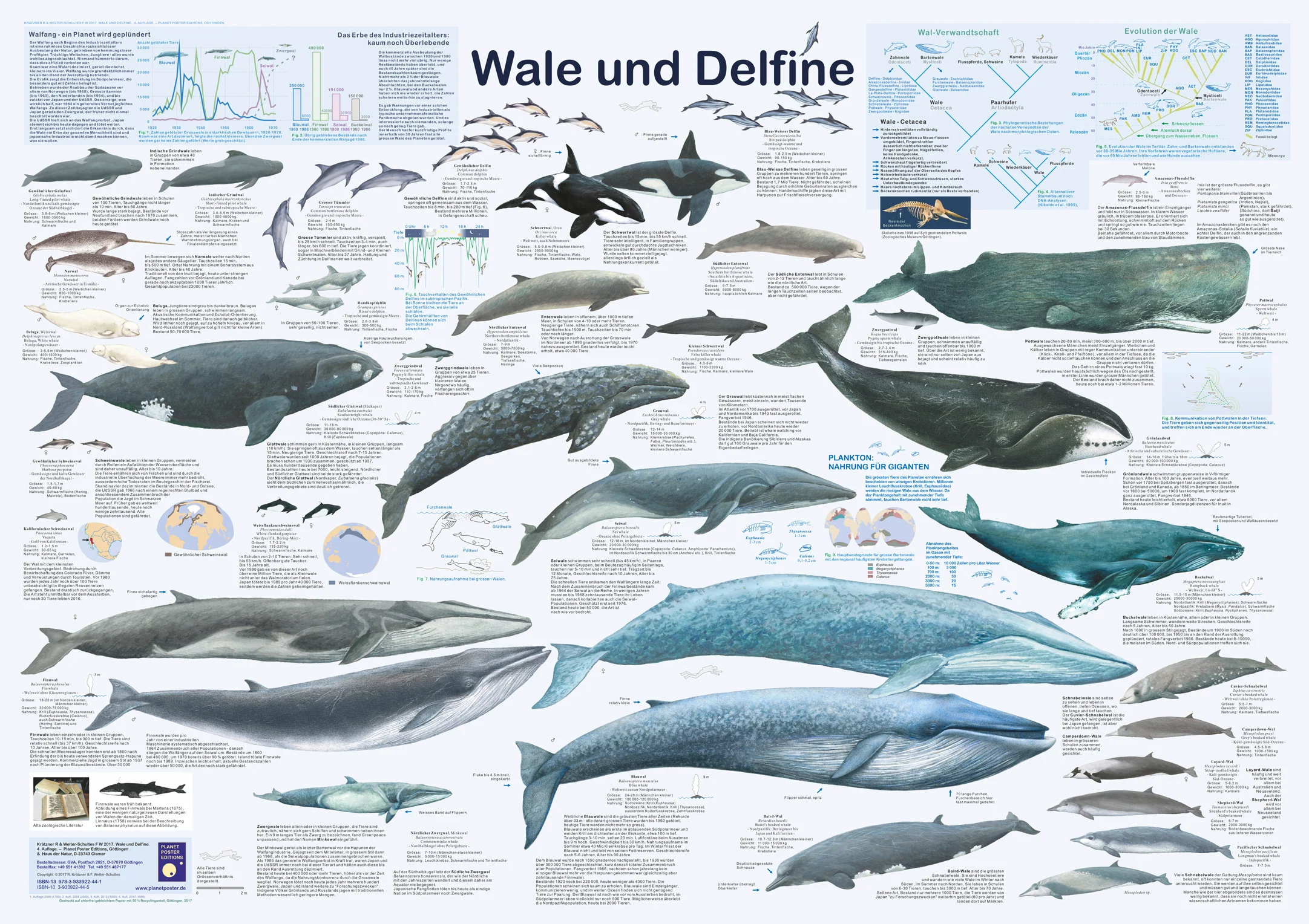 Wale und Delfine Poster deutsch DIN A1