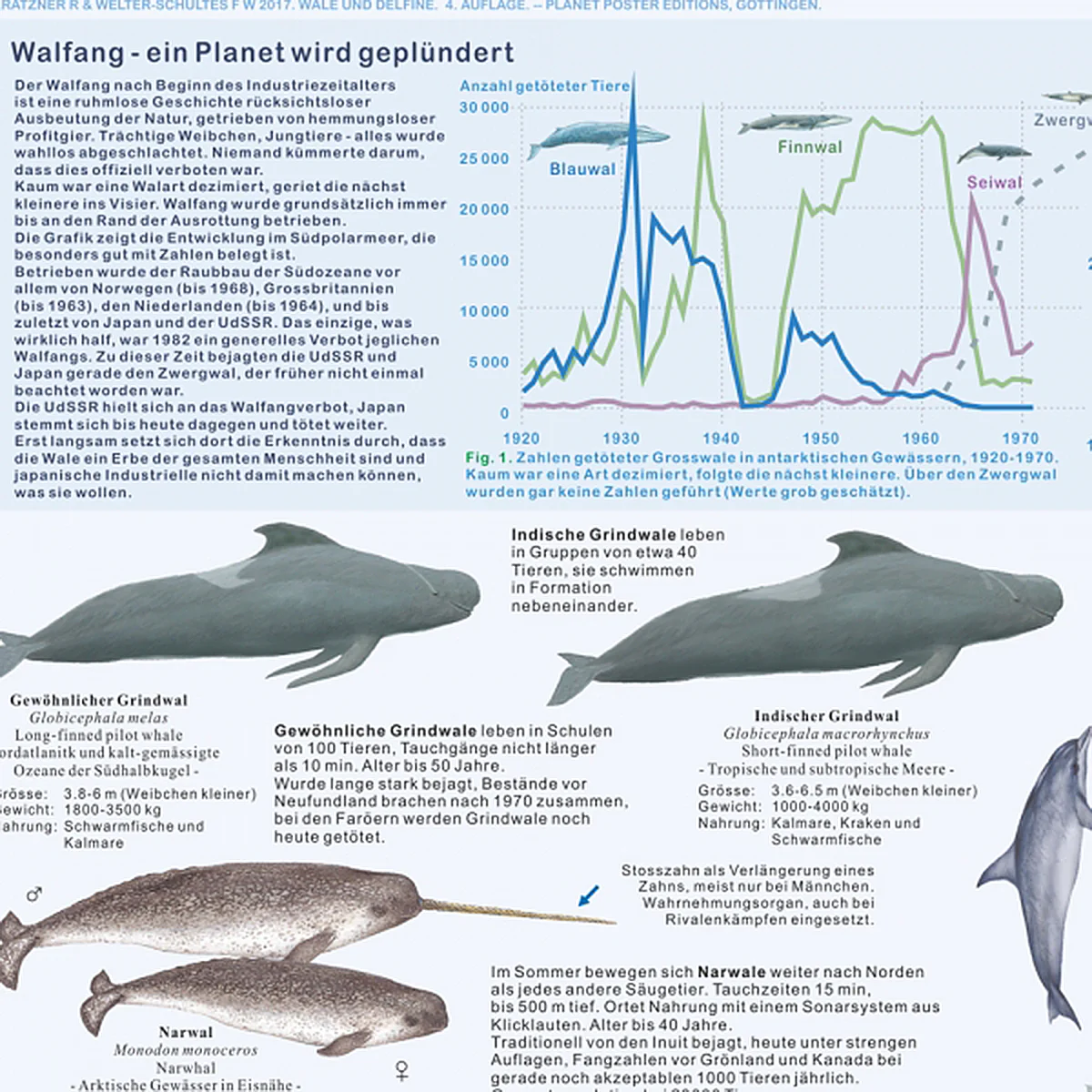 Wale und Delfine Poster deutsch DIN A1 - Image 3