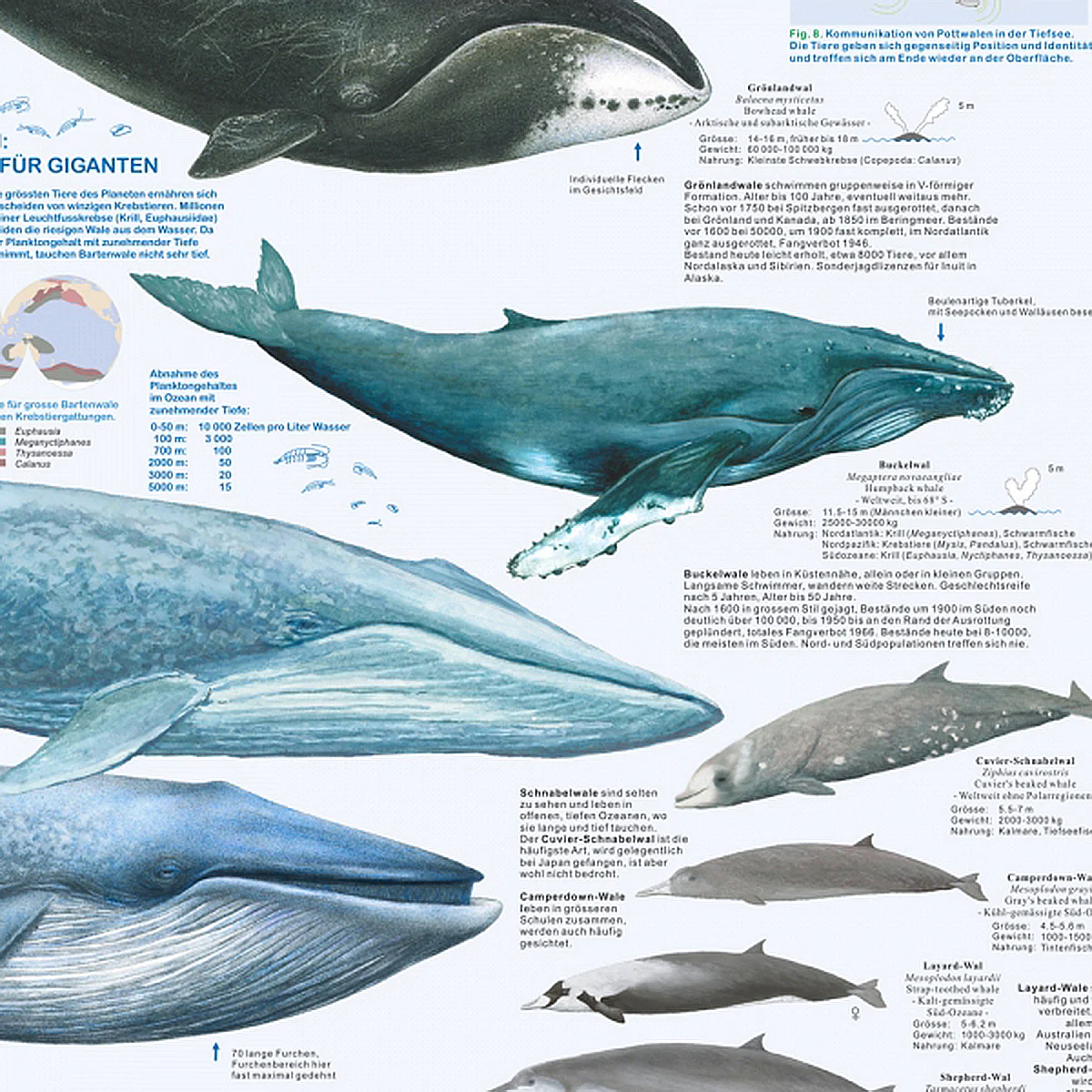 Wale und Delfine Poster deutsch DIN A1 - Image 4