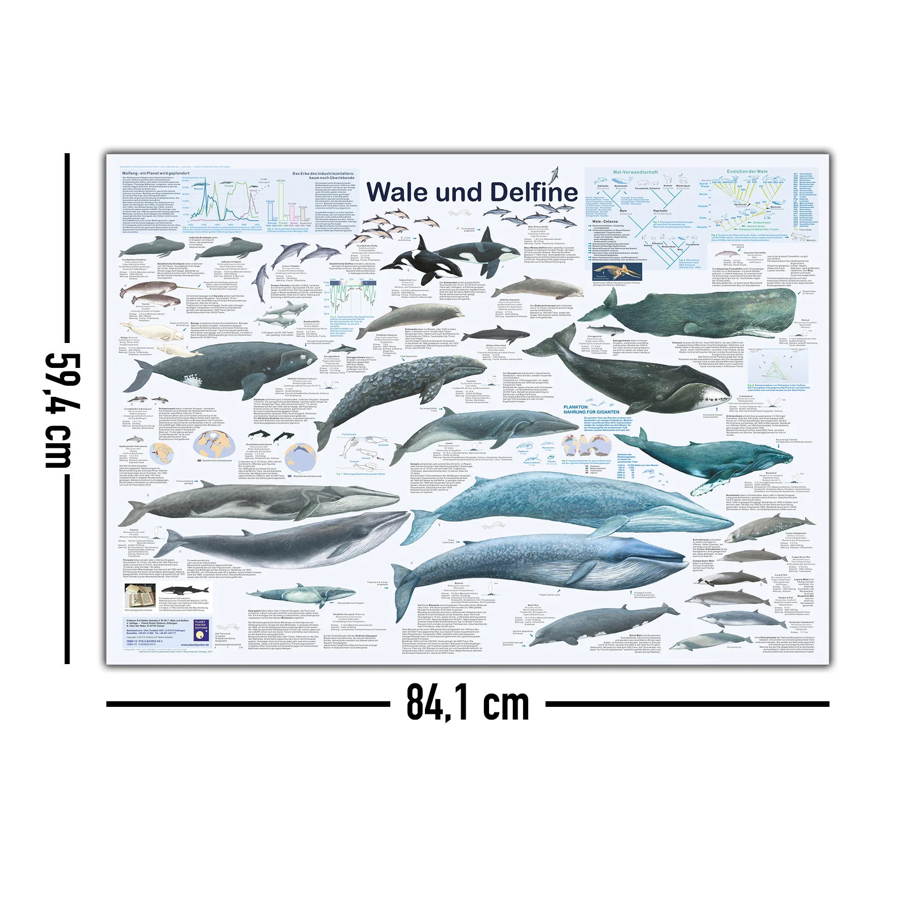 Wale und Delfine Poster deutsch DIN A1 - Image 5