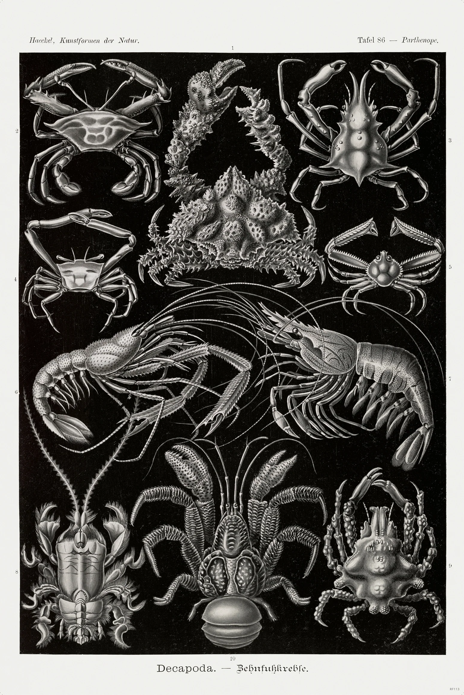 Zehnfußkrebse Poster Haeckel Kunstformen der Natur Tafel 86