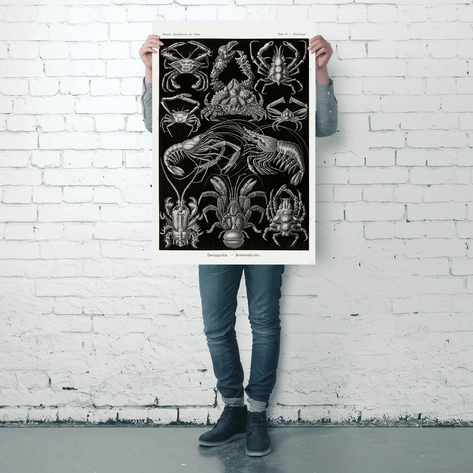 Zehnfußkrebse Poster Haeckel Kunstformen der Natur Tafel 86 - Image 4