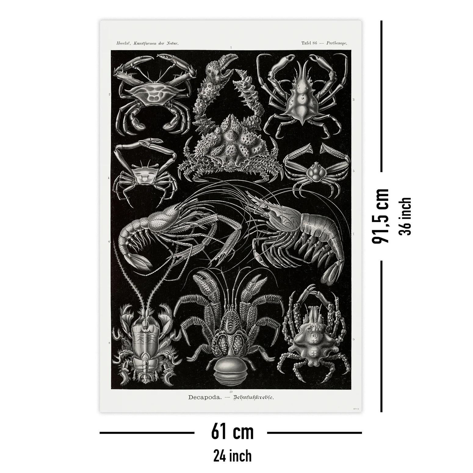 Zehnfußkrebse Poster Haeckel Kunstformen der Natur Tafel 86 - Image 5